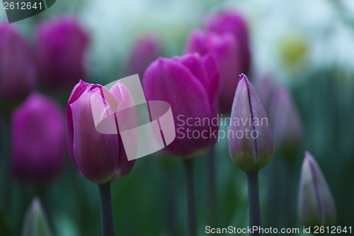 Image of Tulips