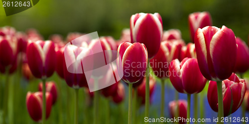 Image of Colorful tulips 