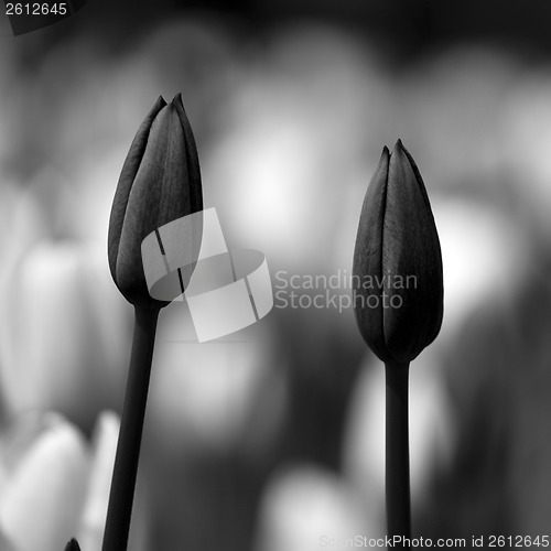 Image of Tulips