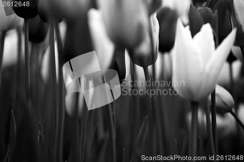 Image of Tulips