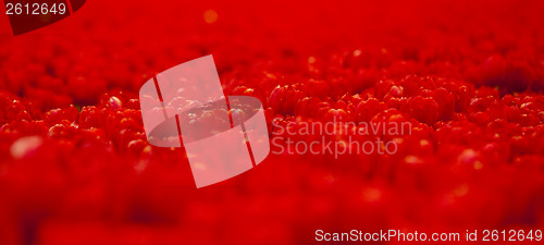 Image of Red tulips 