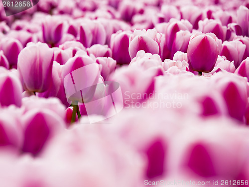 Image of Pink tulips 