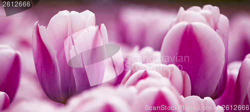 Image of Pink tulips 