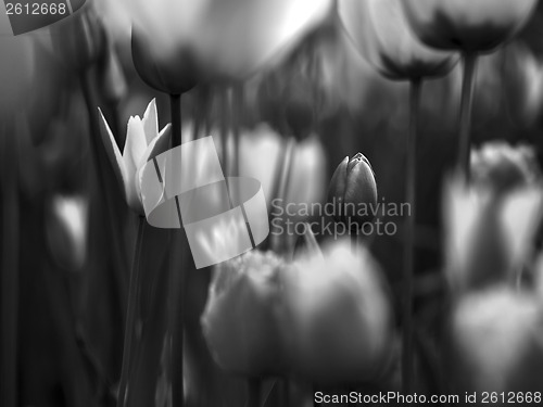 Image of Tulips