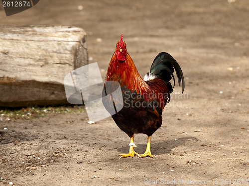 Image of Cock