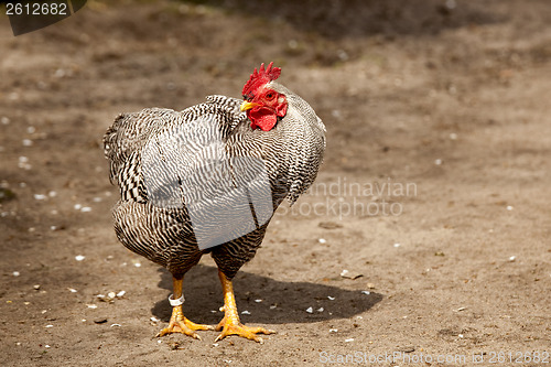 Image of Chicken