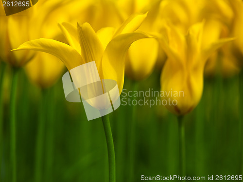 Image of Yellow Tulips