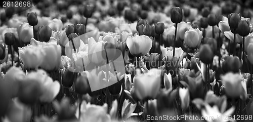 Image of Tulips