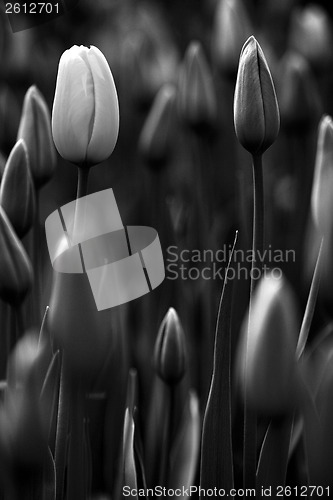 Image of Tulips