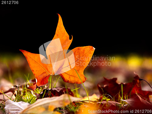 Image of Close-up of  a beautiful autumn leaf on the floor