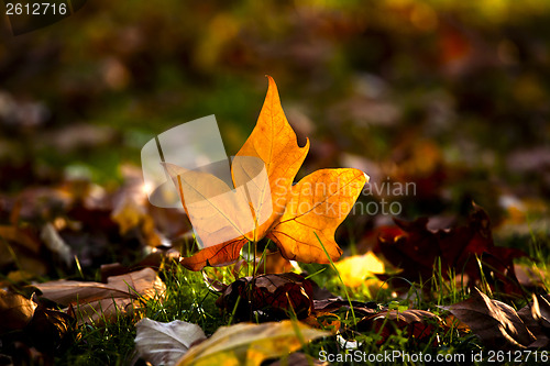 Image of Close-up of  a beautiful autumn leaf on the floor