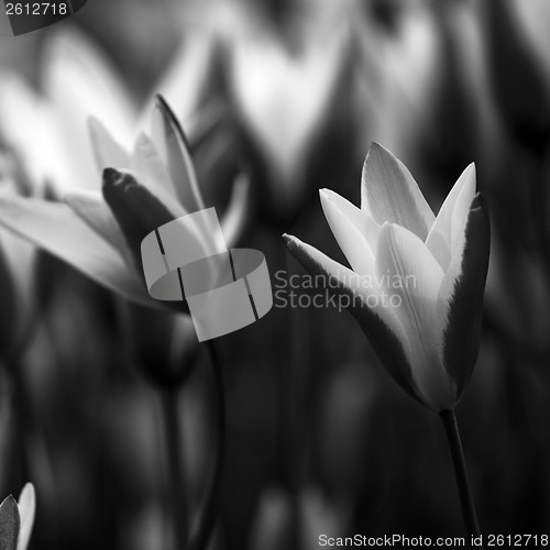 Image of Tulips