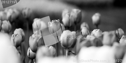 Image of Tulips