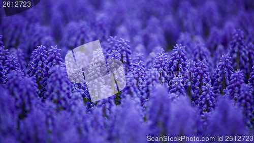 Image of Muscari armeniacum
