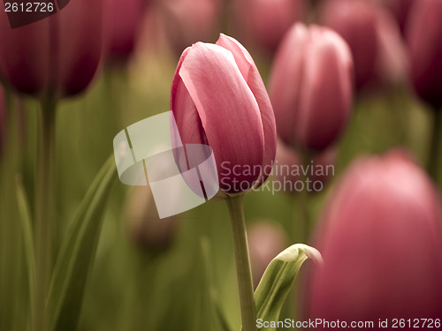 Image of Tulips