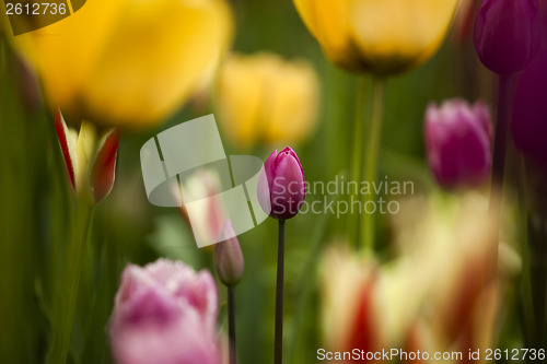 Image of Colorful tulips