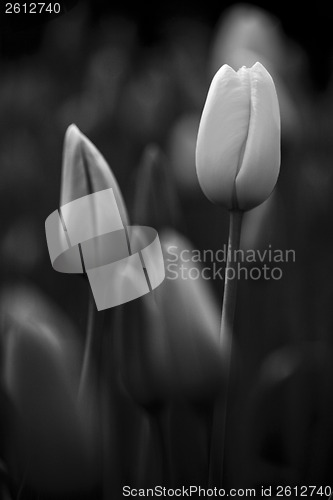 Image of Tulips