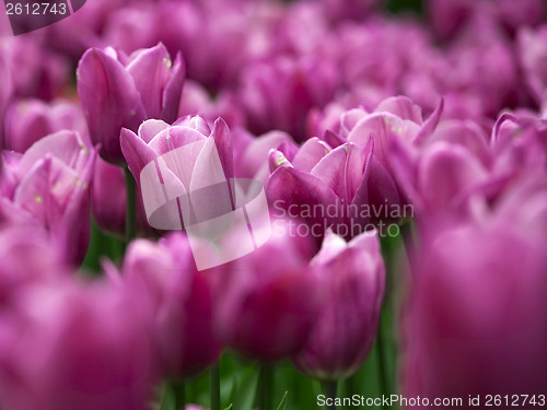 Image of Pink tulips 