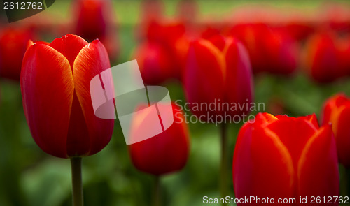 Image of Colorful tulips 