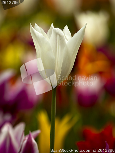 Image of Colorful tulips