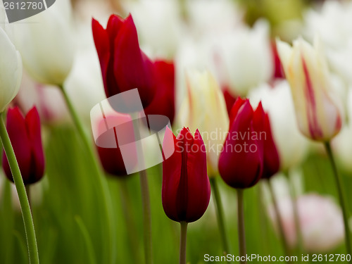 Image of White and Red tulips