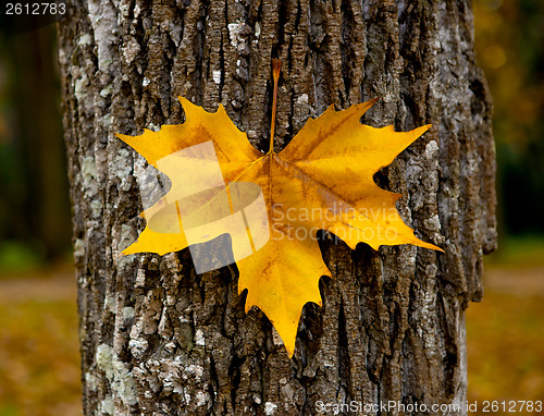 Image of Close-up of a beautiful autumn leaf on a trunk of a tree