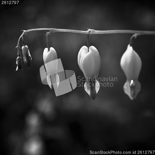 Image of Flowers in black and white