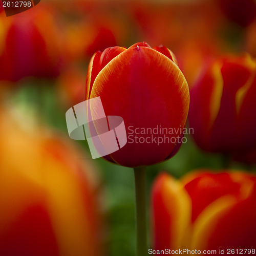 Image of Colorful tulips 