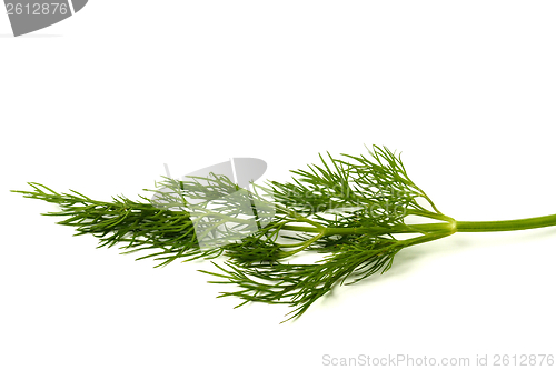 Image of Green dill leaf