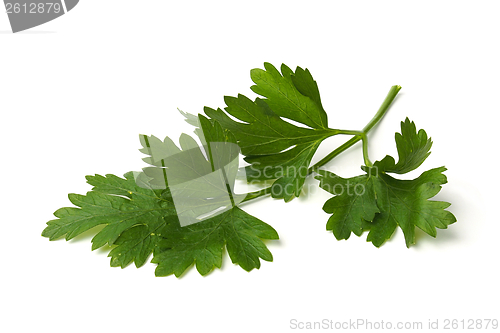 Image of Green parsley leaves