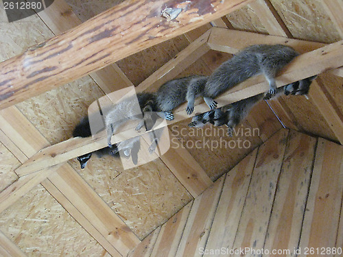 Image of brood of grey raccoons are hanging up in the zoo