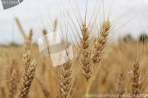 Image of spikelets of the wheat