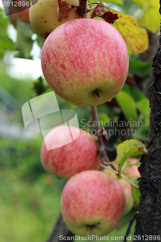 Image of very tasty and ripe apples on the tree