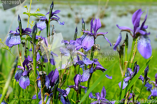 Image of iris blue besides river