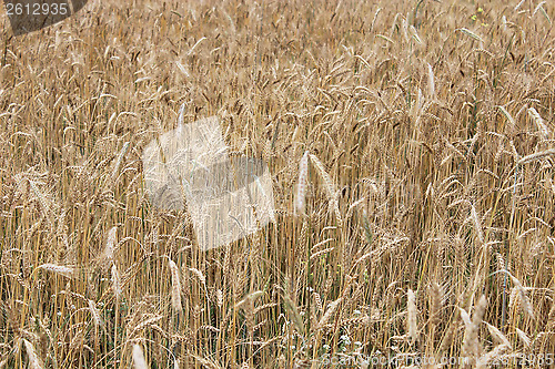 Image of spikelets of the wheat