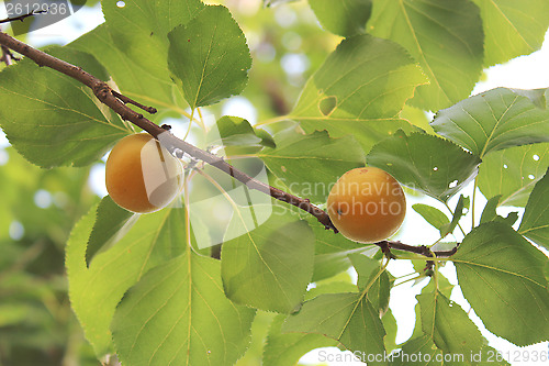 Image of fruits of ripe apricots on the tree