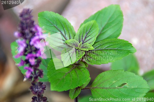 Image of fresh basil plant