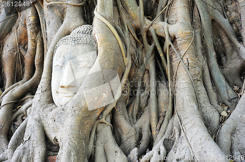 Image of Budda head