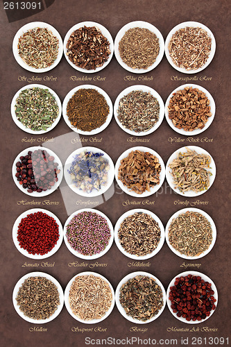 Image of Medicinal and Magical Herbs