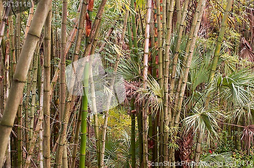 Image of Bamboo Jungle