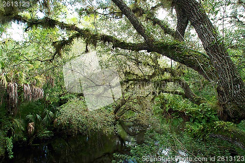 Image of Overgrown swampy river