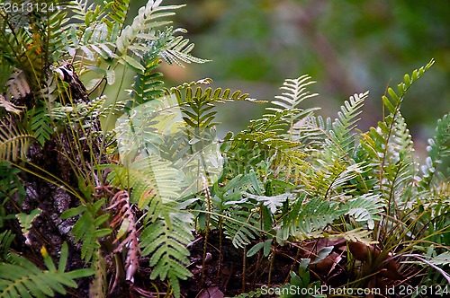 Image of resurrection ferns up close