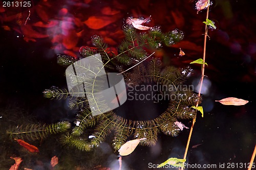 Image of spiral plant on pond