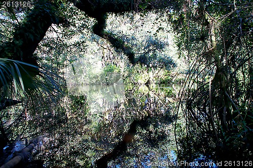 Image of swampy river reflections