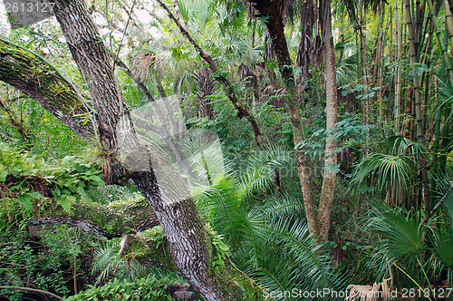 Image of view of tropical forest