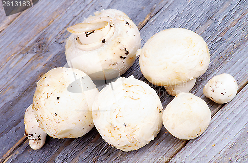Image of White Champignon Mushrooms