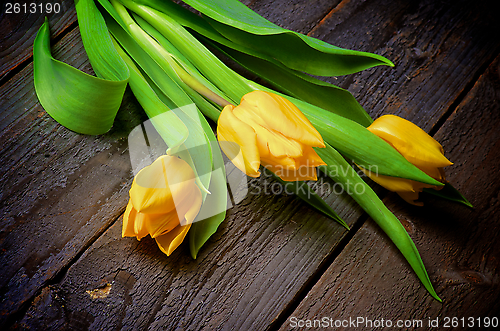 Image of Yellow Tulips