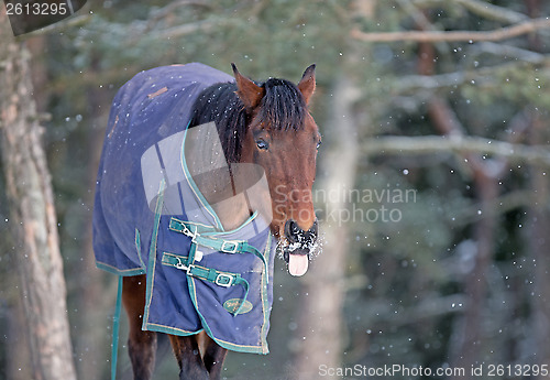 Image of Horse trying to catch a snowflake with its tongue