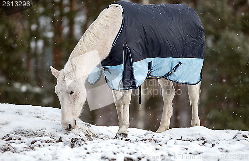 Image of White Horse in blanket