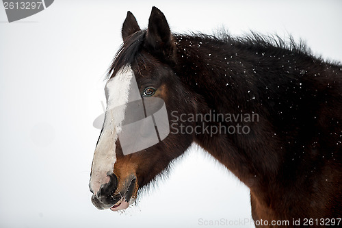 Image of Horse portrait